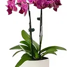 fiorista fiori di Benidorm- Orchidea farfalla arrossante Bouquet floreale
