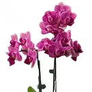 fiorista fiori di Benidorm- Orchidea farfalla arrossante Bouquet floreale
