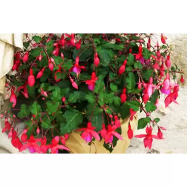 Peone online bloemist - Fuchsia seizoensplant Boeket