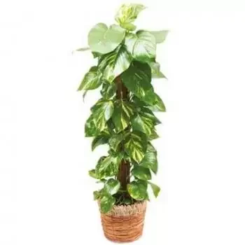 France flowers  -  Depolluting Plant Athos The Pothos