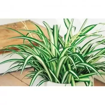 Korzika  - Chlorophytum Szennyeződésmentesítő Növény 