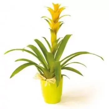 リヨン 花- 黄色いグズマニア植物のナナ 花 配信