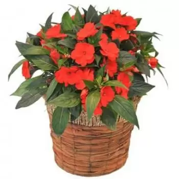 Premesques Fleuriste en ligne - Plante rouge Impatience Bouquet
