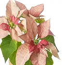 Versciaco di Sopra flowers  -  Pink Poinsettia with Panettone & Sparkling Flower Bouquet/Arrangement