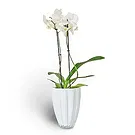 flores Cite Mohamed Ali floristeria -  planta llena de belleza Ramo de flores/arreglo floral