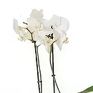 flores Cite Mohamed Ali floristeria -  planta llena de belleza Ramo de flores/arreglo floral