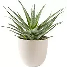 Sig () blommor- Aloe Vera saftig växt inklusive kruka Bukett/blomsterarrangemang