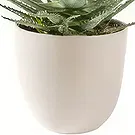 Sig () blommor- Aloe Vera saftig växt inklusive kruka Bukett/blomsterarrangemang