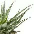 Sig () blommor- Aloe Vera saftig växt inklusive kruka Bukett/blomsterarrangemang