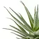 Sig () blommor- Aloe Vera saftig växt inklusive kruka Bukett/blomsterarrangemang