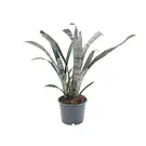 Vignone flowers  -  Billbergia plant Flower Bouquet/Arrangement