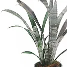 Vignone flowers  -  Billbergia plant Flower Bouquet/Arrangement