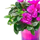 Vignone flowers  -  Hibiscus plant Flower Bouquet/Arrangement