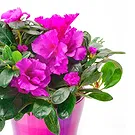 Vignone flowers  -  Hibiscus plant Flower Bouquet/Arrangement