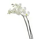 Tukuyu flowers  -  White Elegance Flower Bouquet/Arrangement