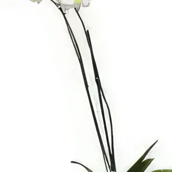 Ipplepen flowers  -  Elegance Flower Bouquet/Arrangement