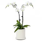 Cala Llonga flowers  -  Pearl Petal Phalaenopsis Flower Bouquet/Arrangement