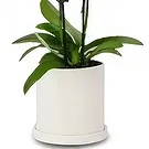 Cala Llonga flowers  -  Pearl Petal Phalaenopsis Flower Bouquet/Arrangement