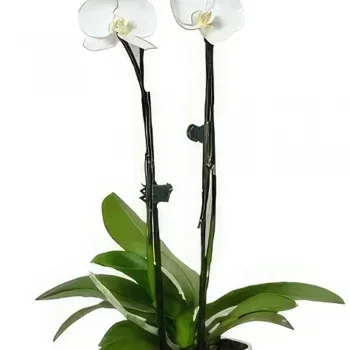 Benalmadena blomster- Perleblad Phalaenopsis Blomsterarrangementer bukett