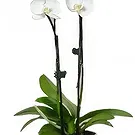Cala Llonga flowers  -  Pearl Petal Phalaenopsis Flower Bouquet/Arrangement