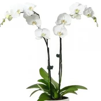 Benalmadena blomster- Perleblad Phalaenopsis Blomsterarrangementer bukett