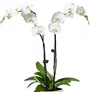 Cala Llonga flowers  -  Pearl Petal Phalaenopsis Flower Bouquet/Arrangement