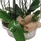 Ibiza flowers  -  Luxury Gift Flower Bouquet/Arrangement