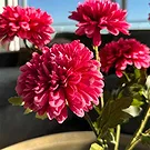Halta blomster- Punchy rosa blomster Blomsterarrangementer bukett