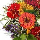 fiorista fiori di Firenze- Bouquet di margherite colorate Bouquet floreale