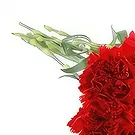 벨레브 돌 꽃- 붉은 카네이션을 기리며 꽃다발/꽃꽂이