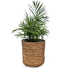 Adma flowers  -  Exotic Green Flower Bouquet/Arrangement