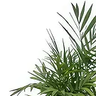 Adma flowers  -  Exotic Green Flower Bouquet/Arrangement