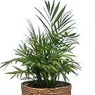 Adma flowers  -  Exotic Green Flower Bouquet/Arrangement