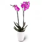 fleuriste fleurs de Berlin- éclat violet Bouquet/Arrangement floral
