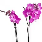 fleuriste fleurs de Berlin- éclat violet Bouquet/Arrangement floral