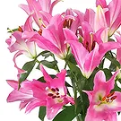 Tilburg Blumen Florist- Weiche Farbe Bouquet/Blumenschmuck