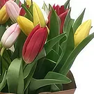 Cala Llonga flowers  -  Modern Composition Flower Bouquet/Arrangement
