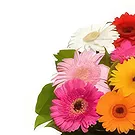 بائع زهور بوريلوفيتش- ابتسامة ملونة باقة الزهور