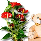 Italy flowers  -  Sweet Medley: Gourmet Gift Basket Flower Bouquet/Arrangement