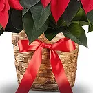Smederevska Palanka flowers  -  Red Christmas Plant Flower Bouquet/Arrangement