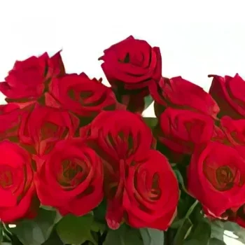 München rože- Rdeči Phoenix II Cvet šopek/dogovor