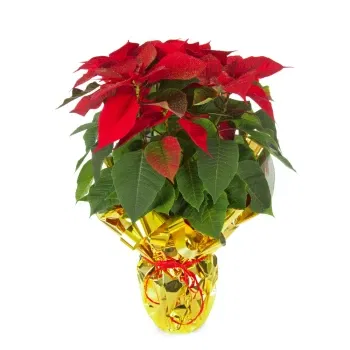 Italia Florarie online - Poinsettia roșie Buchet