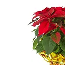 Vignone flowers  -  Red Poinsettia Flower Bouquet/Arrangement