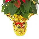 Vignone flowers  -  Red Poinsettia Flower Bouquet/Arrangement