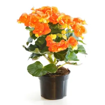 Italia Florarie online - Planta Begonia Buchet