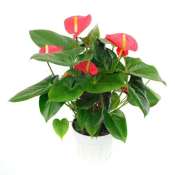 Italien blomster- Rød anthurium plante Blomst Levering