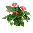 Vignone flowers  -  Red Anthurium Plant Flower Bouquet/Arrangement