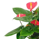Vignone flowers  -  Red Anthurium Plant Flower Bouquet/Arrangement