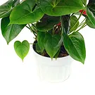 Vignone flowers  -  Red Anthurium Plant Flower Bouquet/Arrangement