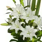 Cung Kiệm flowers  -  Pureness Flower Bouquet/Arrangement